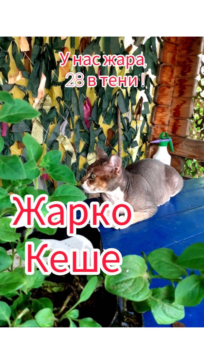 Жарко Кеше