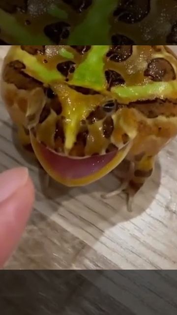 Как кричит женщина