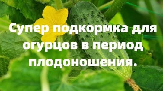СУПЕР ПОДКОРМКА ДЛЯ ОГУРЦОВ ВО ВРЕМЯ ПЛОДОНОШЕНИЯ.