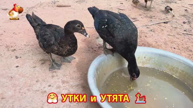 Утки с Утятами гармония во дворе 🦆🤗❣️(54)