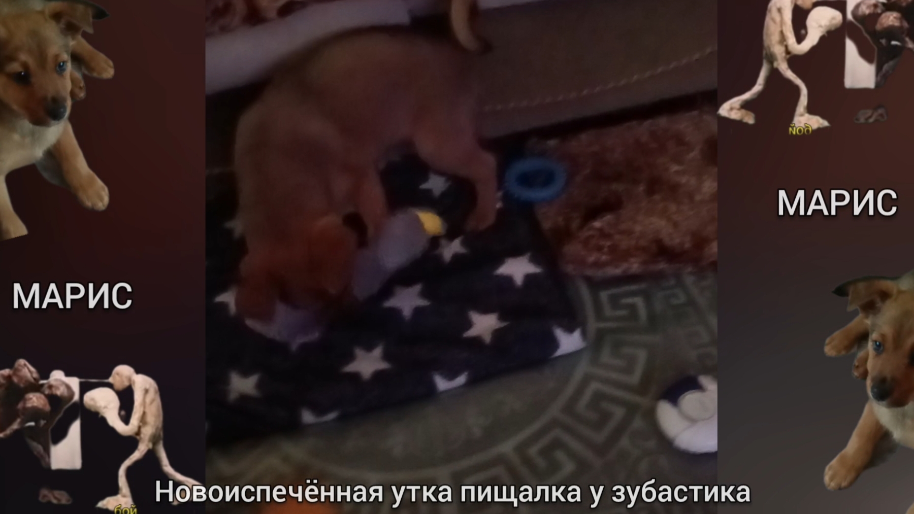 ПИЩАЩАЯ УТКА В ПАСТИ ЗУБАСТИКА 🐶