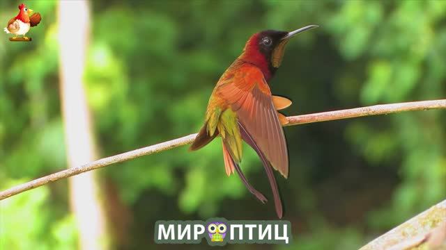 Мир птиц – красота и грация пернатых созданий Природы 🦩🦚🦜 Выпуск (198) 🦉🐦🐤