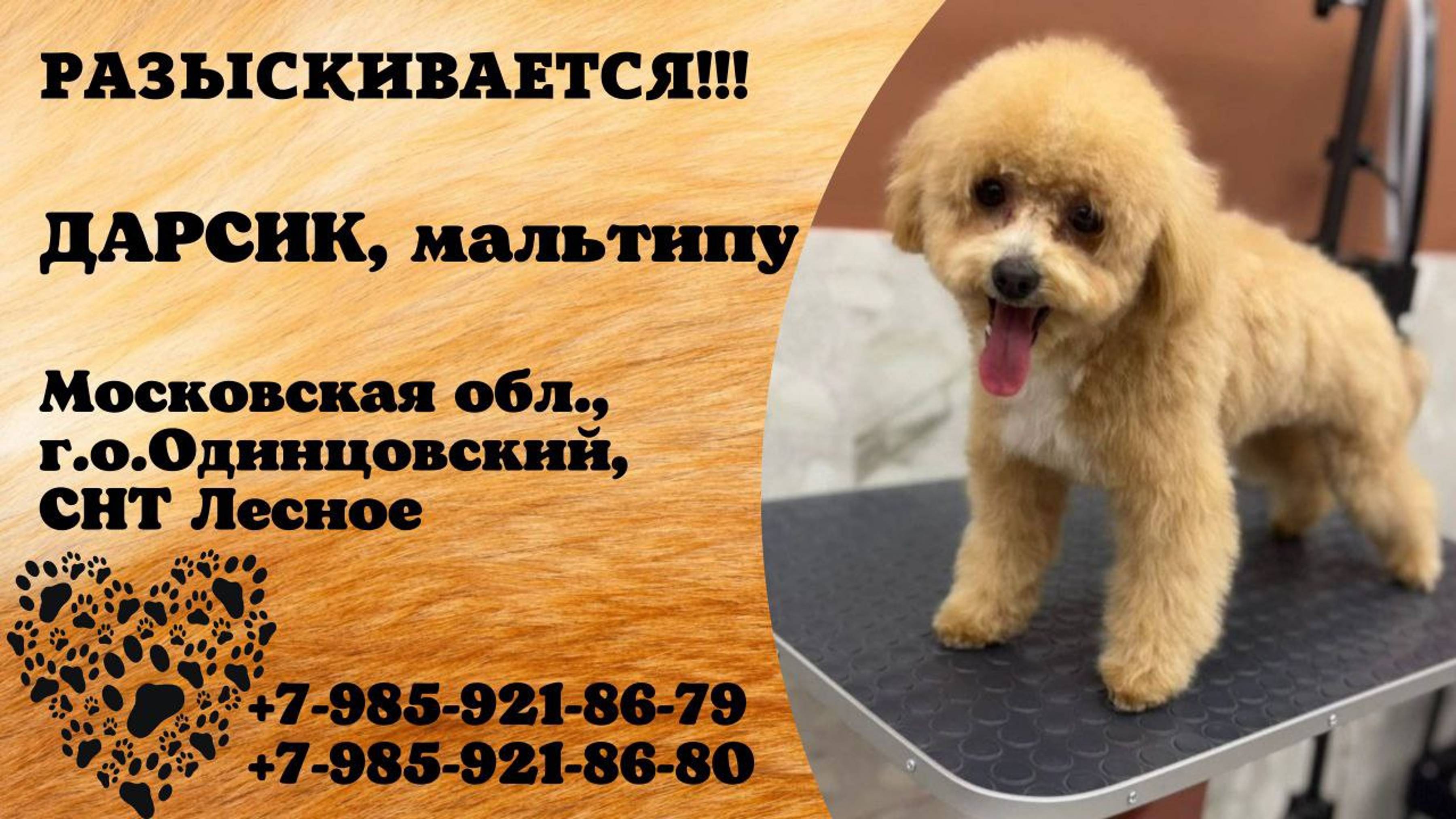 Пропала собака! ДАРСИК. Мальтипу. Московская обл, г.о. Одинцовский, СНТ Лесное