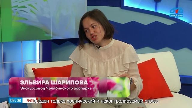 Как распознать, что ваша кошка стрессует?