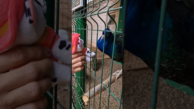 🌳✨ ГЛЭМПИНГ ЛЕС И РЕКА | День 2 — продолжение веселья возле клетки с павлинами ✨🌳