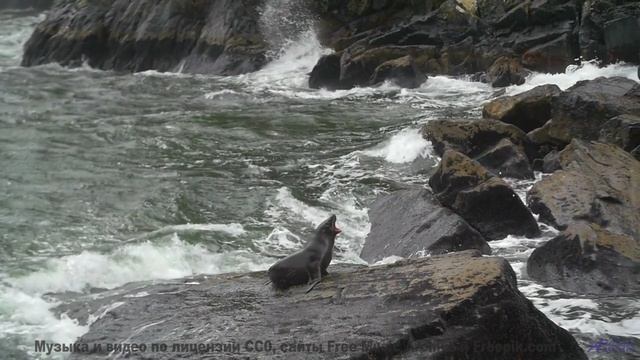 Лесные тропы под эту музыку зовут уйти навсегда - Poisson -- God is gay -- Tourne pour rien