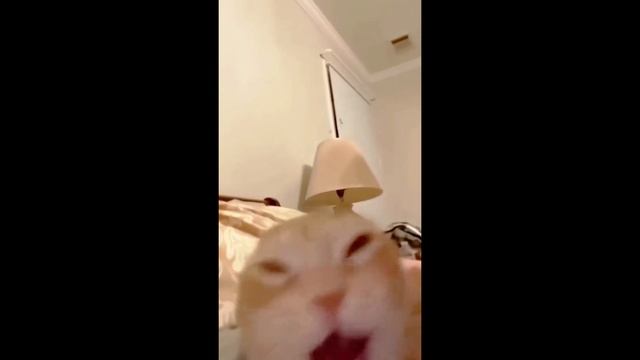 Подборка смешных моментов животных ч 2