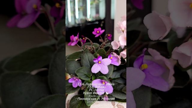 🐇🏫🌸Новинки селекции Елены Галицкой и ретро сорта, мимо которых не возможно пройти🥰