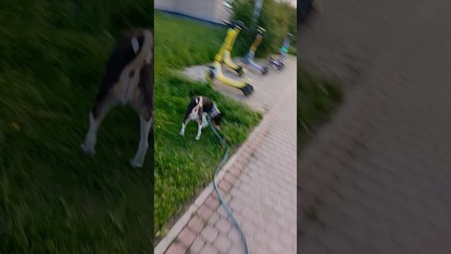 Басенджи Санечка просто гуляет,а я получаю кучу удовольствия!😌