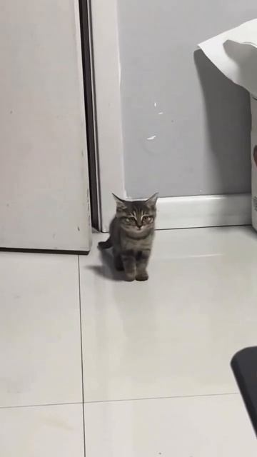 звук