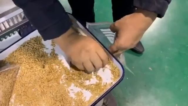 Сортировка не шелушеных семян риса (краснозерные от белозерных)