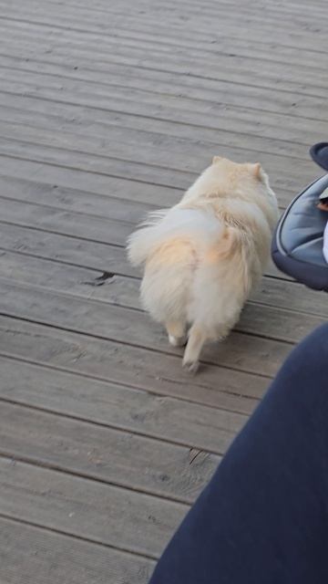 #балашиха #собачка #reells #short #margo #shorts #dog #dogs #doglife #dogshort #digvideo #respect