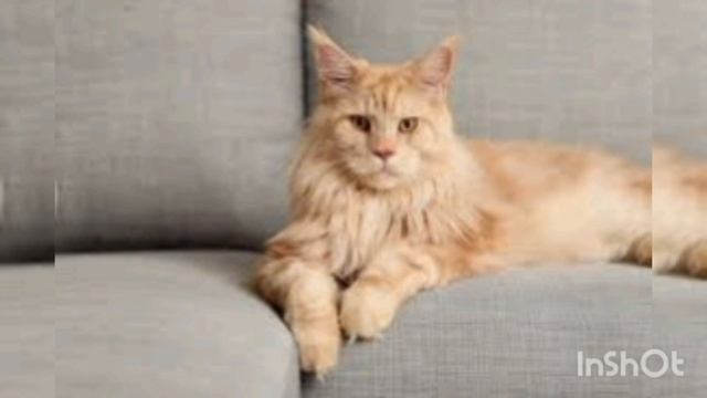 котики#движение