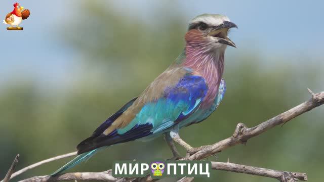 Мир птиц – красота и грация пернатых созданий Природы 🦩🦚🦜 Выпуск (199) 🦉🐦🐤
