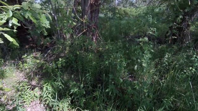 Спицино  деревня.  ЧУДСКОЕ  ОЗЕРО 29.05.24  трава  растет.