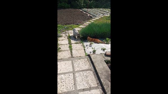 Коты