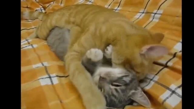 смешные и ржачные видео!!!