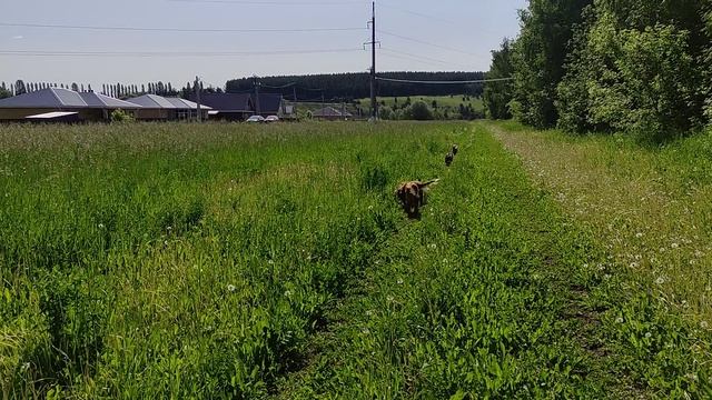 Игры в высокой траве с друганами, так весело гав