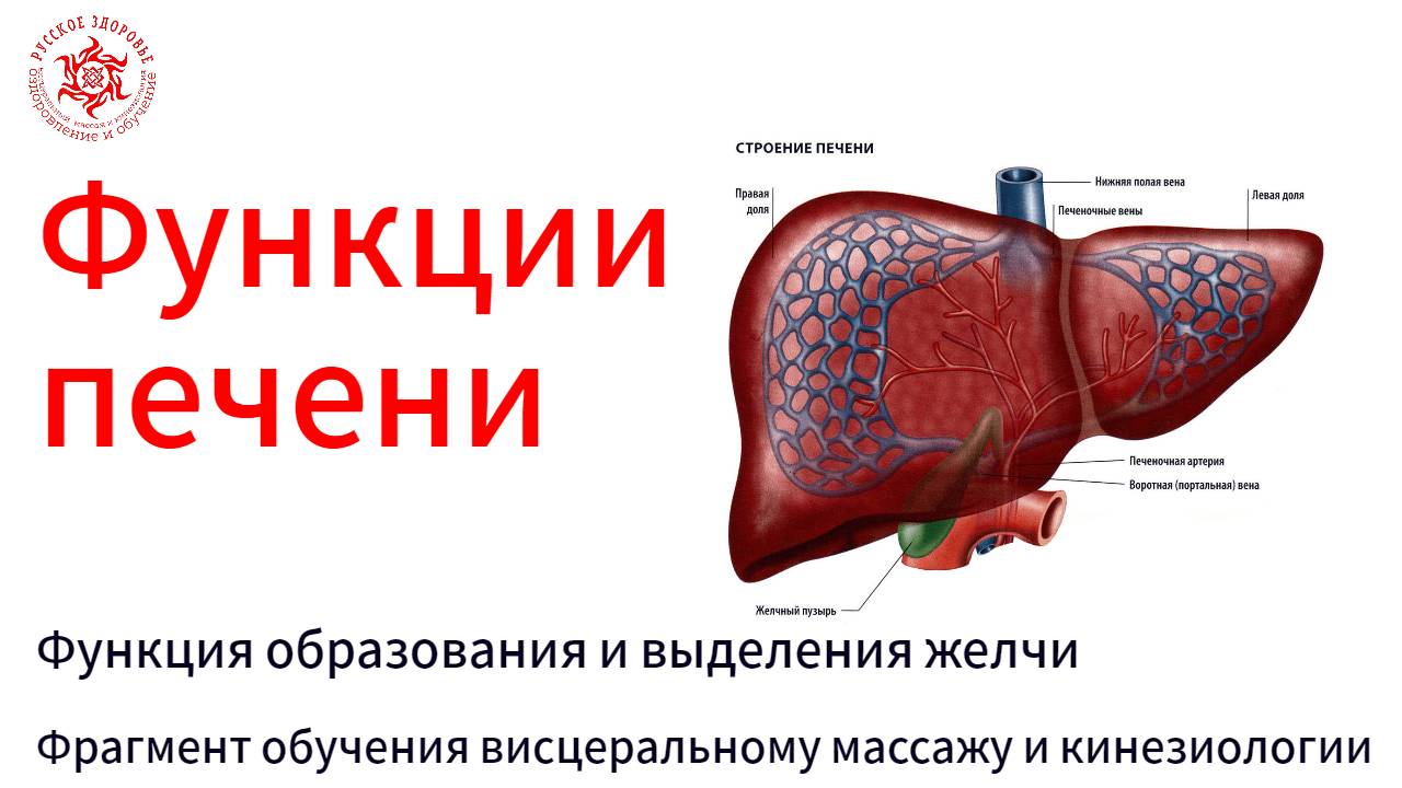 Функции печени. Функция образования и выделения желчи. Фрагмент обучения