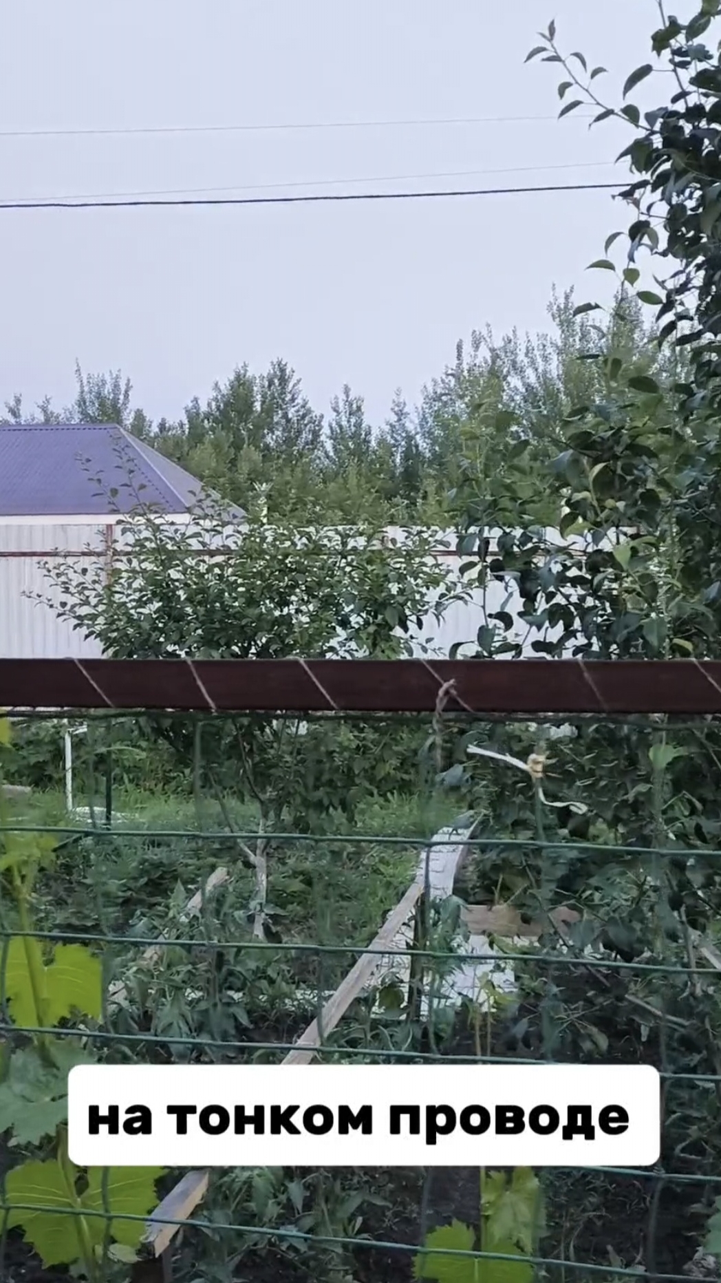 Ворона