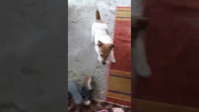 Собакин