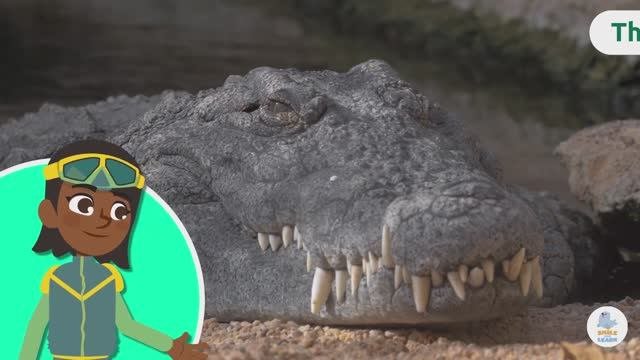 CROCODILES_Animals For Kids-Interesting Facts