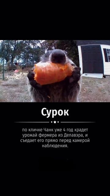 сурок
