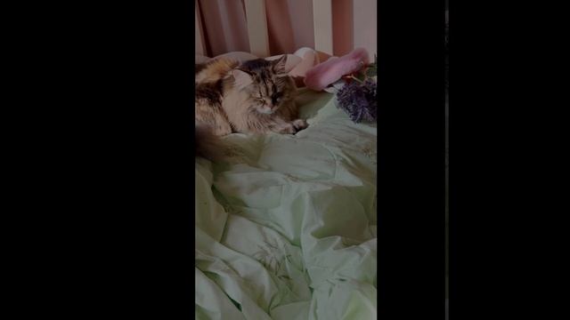 Милая кошка Муфаса!
