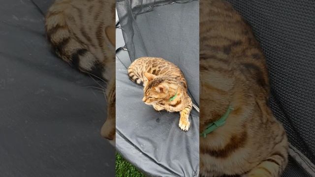 🧹🧺🏡 Чистота и наша кошка Маня