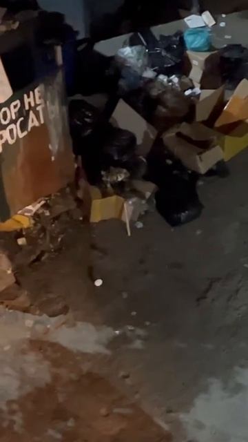 Крысиный апокалипсис на Фокина: кто виноват и что делать?"