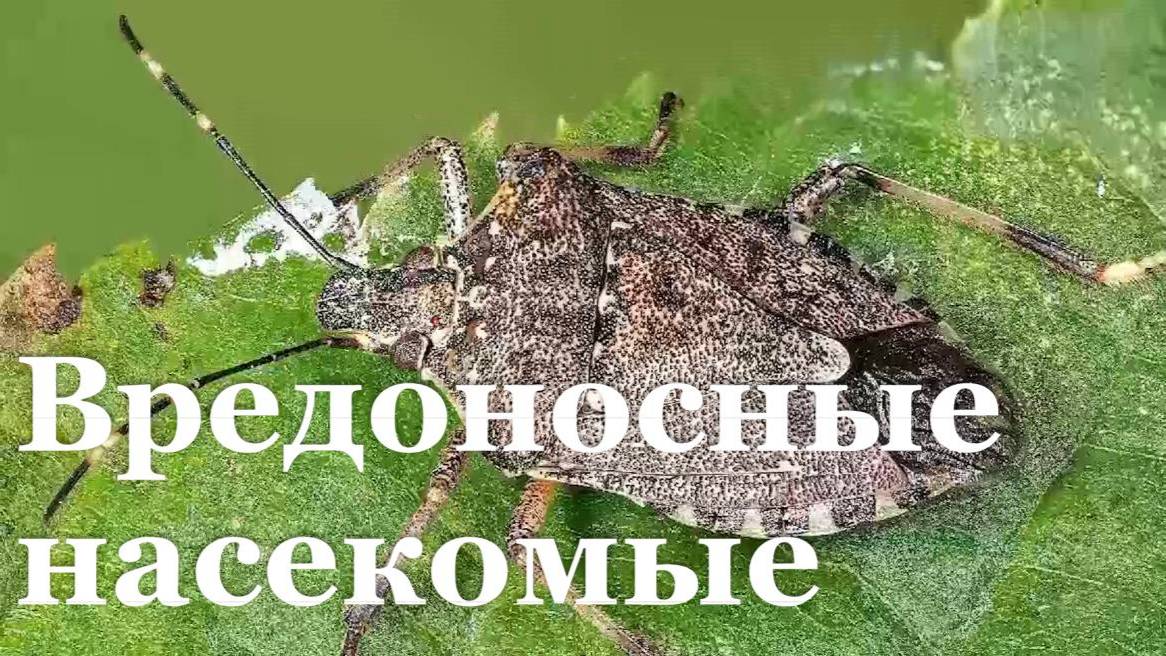 В ЛНР есть угроза распространения вредоносных насекомых, угрожающих урожаю