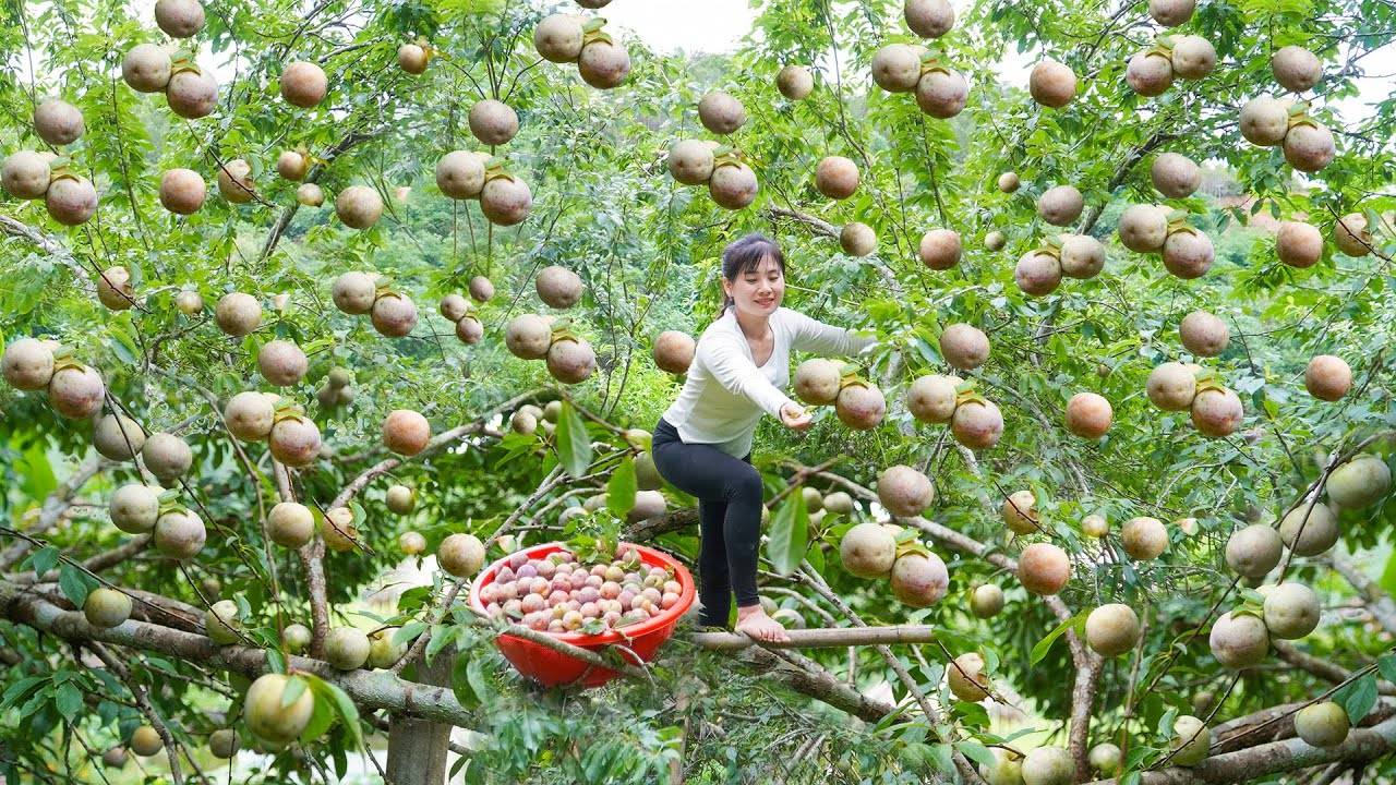 Harvesting Lots Of Plums Goes To Countryside Market Sell - Plum Tree Care For Lots Of Plums