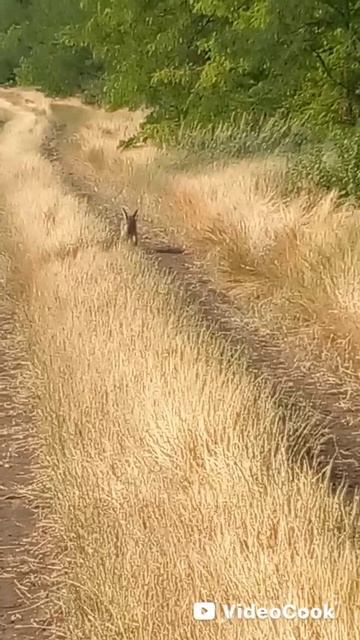 #заяц# хочуврек