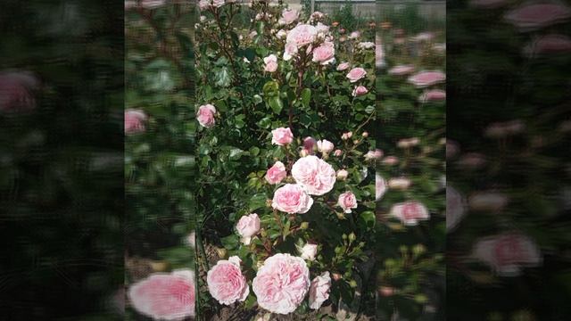 video20250606_120717_875.mp4
