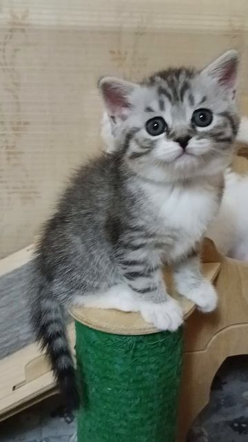 кошечка тигровая биколор
