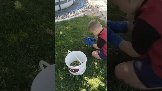 Один день из жизни на даче.
