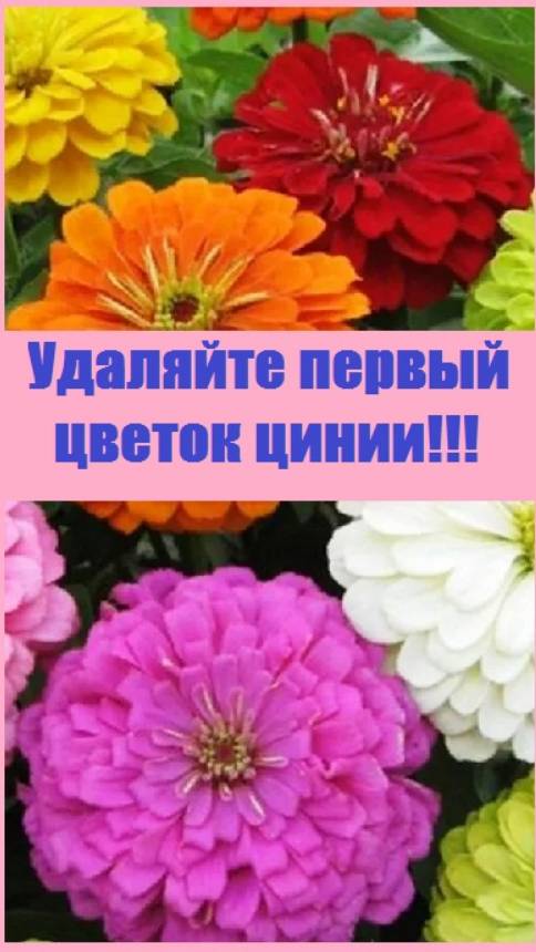 Как сделать цинию шикарным кустом, усыпанным цветами?