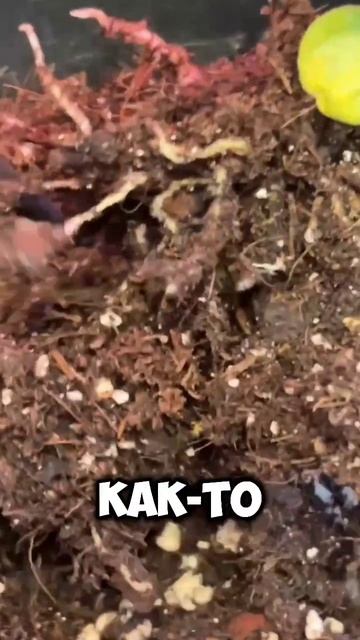В интернетах пишут, что они безвредные в небольших количествах. Но как-то 🤢