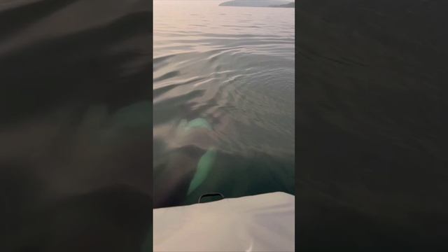 Эмоциональное видео в окружении косаток с Сахалина Путешественнику несказанно повезло.