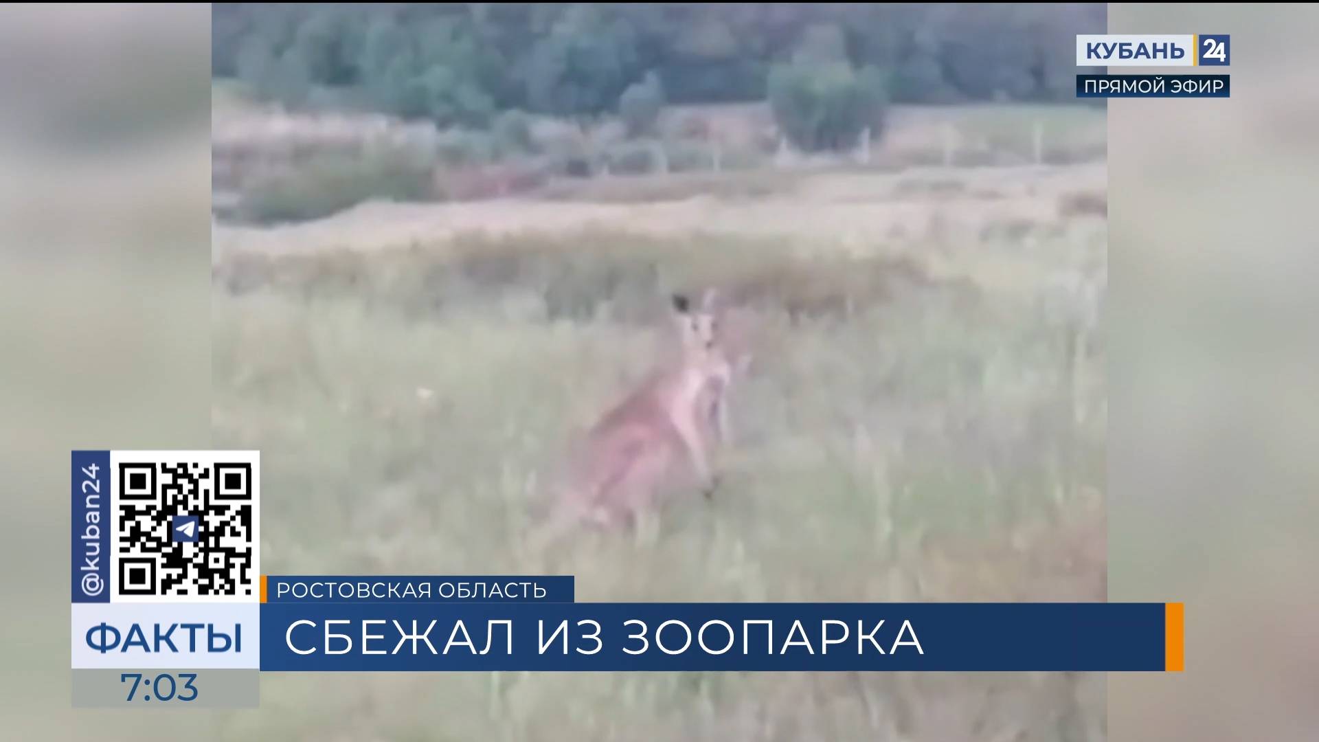 Рыбаки встретили в поле кенгуру в Ростовской области