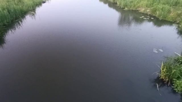 Силявки радуются жизни.