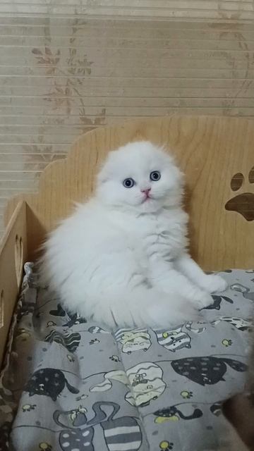 кошечка белая с голубыми глазами
