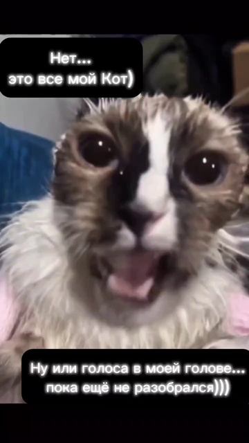 scene_output.mp4