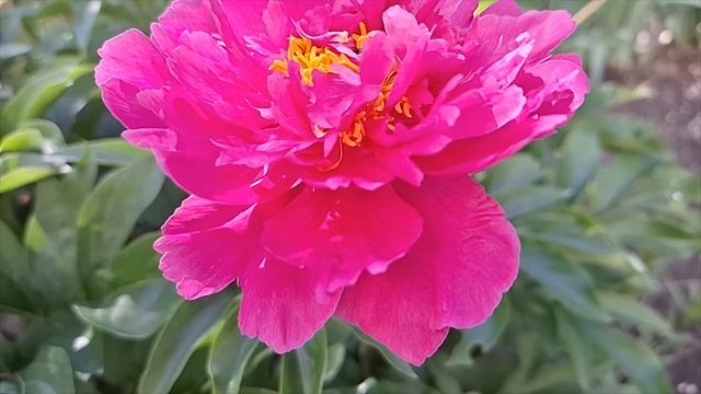 КРАСИВЫЕ ЦВЕТЫ и  МУЗЫКА !!! Портал в мир красоты 🌹🌹🌹