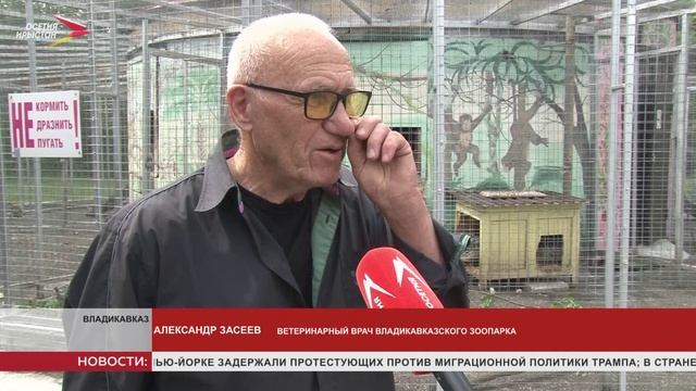 Во владикавказском зоопарке родился дикобраз-альбинос
