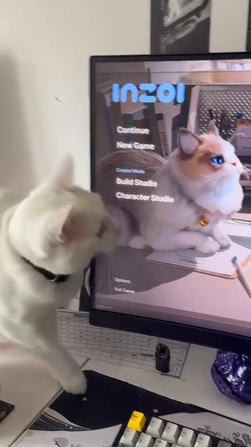 коты