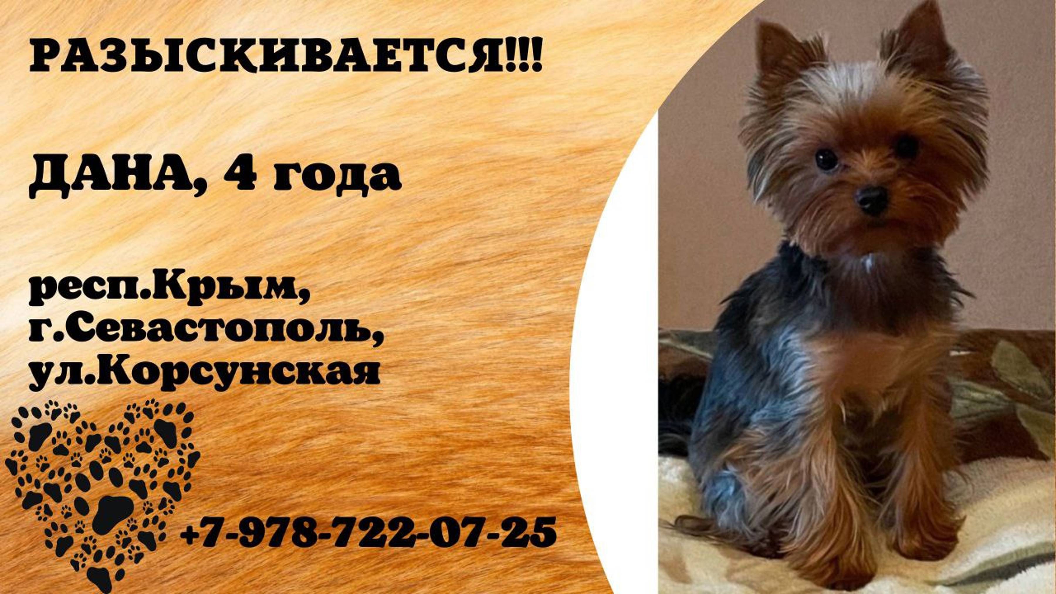 Пропала собака! ДАНА. 4 года. респ. Крым, г. Севастополь