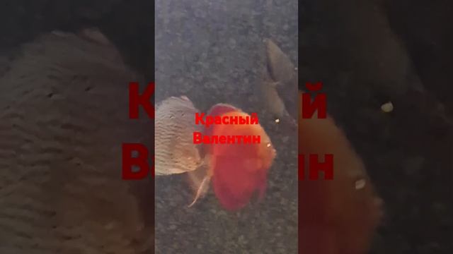 Пара красных Валентинов