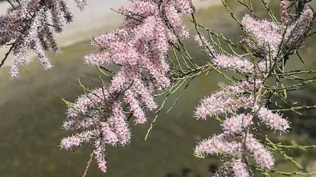 Цветущий бисерник. Видео Л.П. Юрчишко