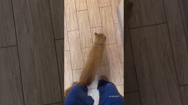 Про любовь котика к человеку 🥹❤️